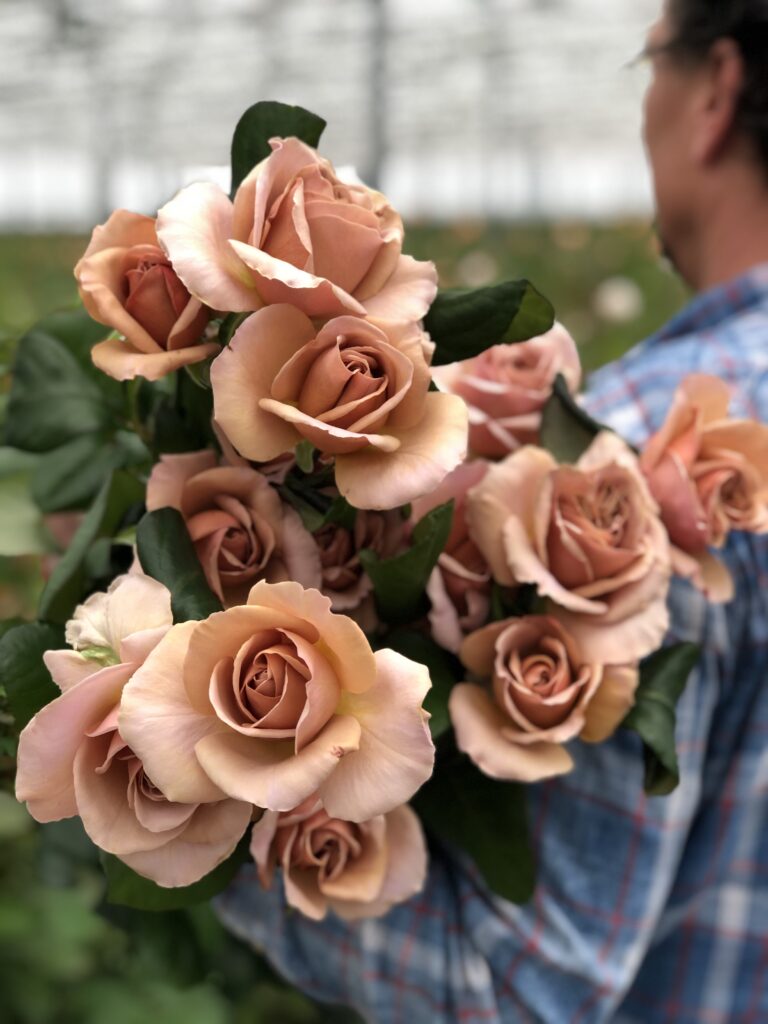 Die Gärtnerei von Vip Roses befindet sich in Nieuwveen