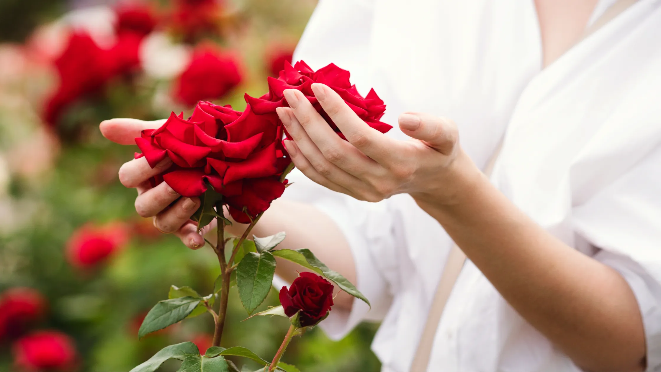 Punainen naomi on yksi tunnetuimmista ruusulajikkeista.