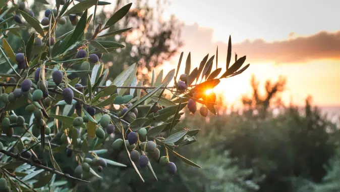 Olive Tree (Olea europaea): How to Grow and Care with Success