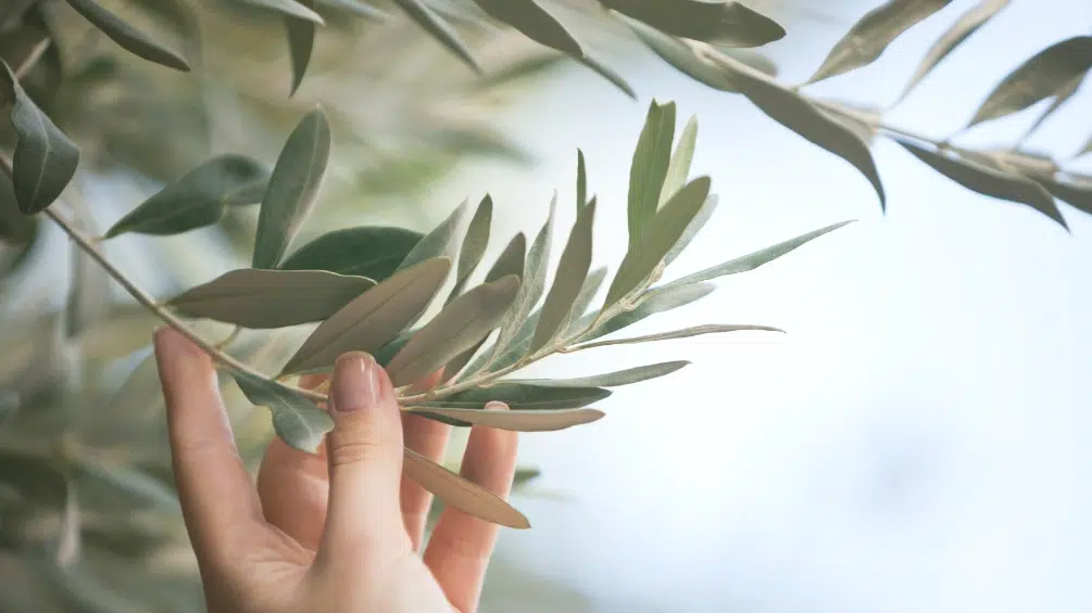 Kluczowe cechy drzewa oliwnego 