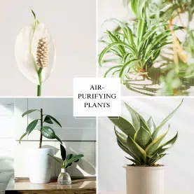 Flowers export air-purifying plants