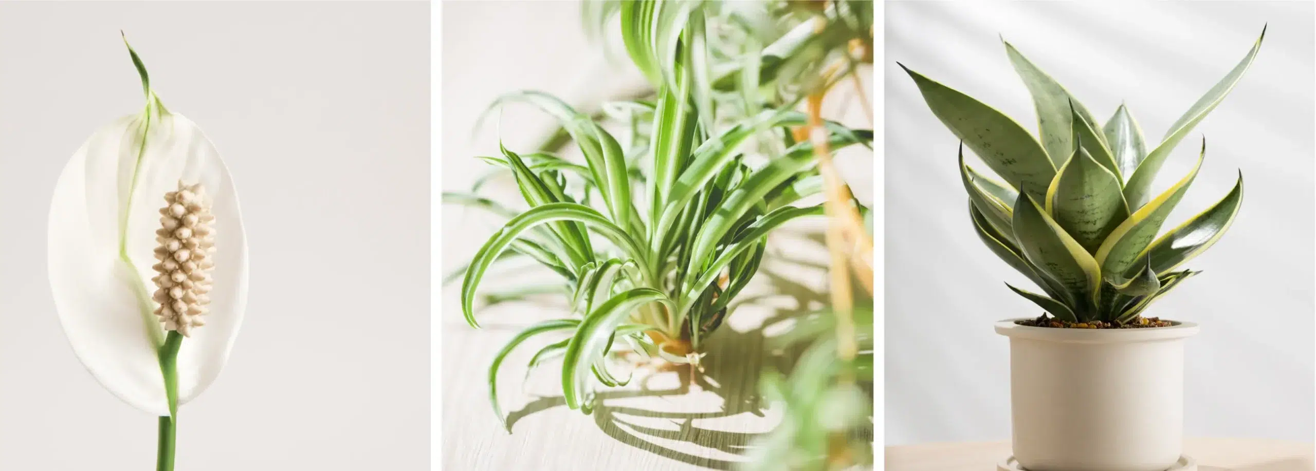 How does a houseplant purify the air?