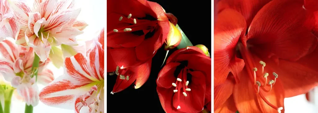 Amaryllis à double fleur