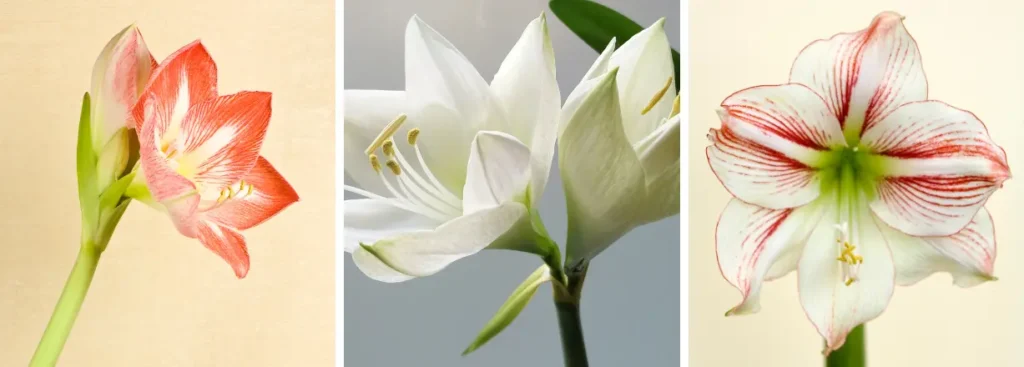 Amaryllis à une fleur