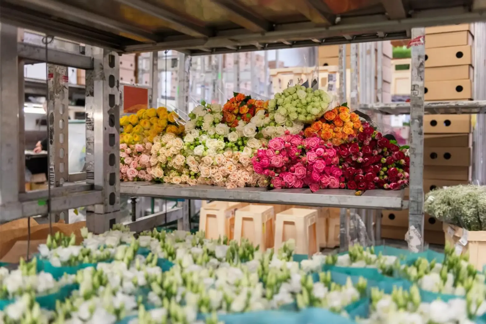 Verbeek i eksport kwiatów cebulowych