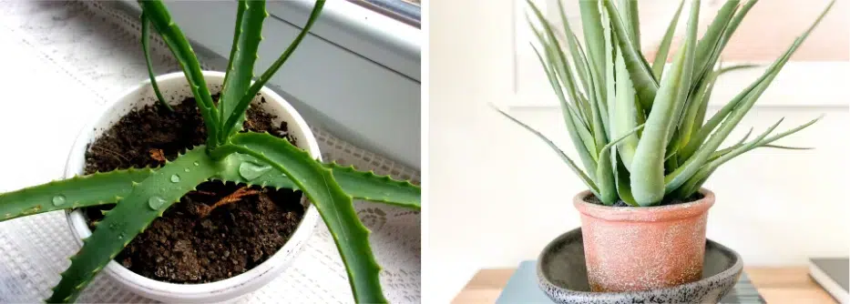 Starostlivosť o rastliny Aloe vera