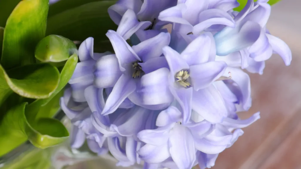 Starostlivosť o hyacinty
