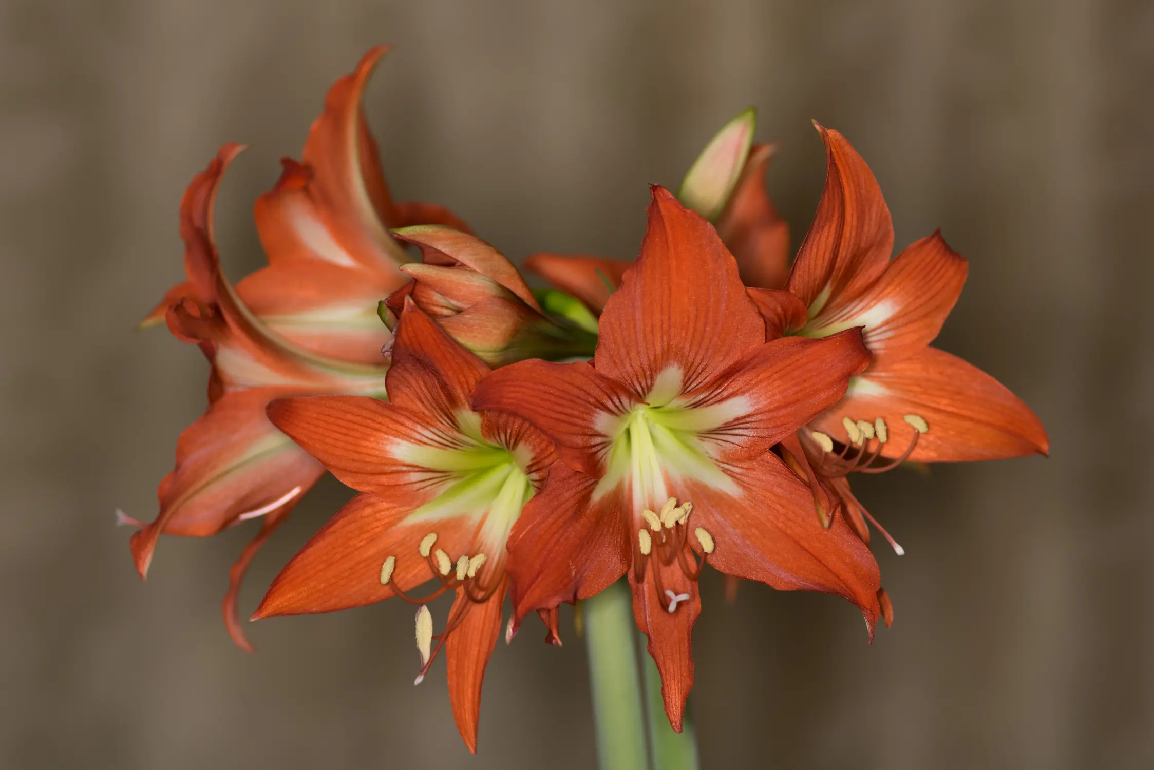 Wholesale flowers and plants