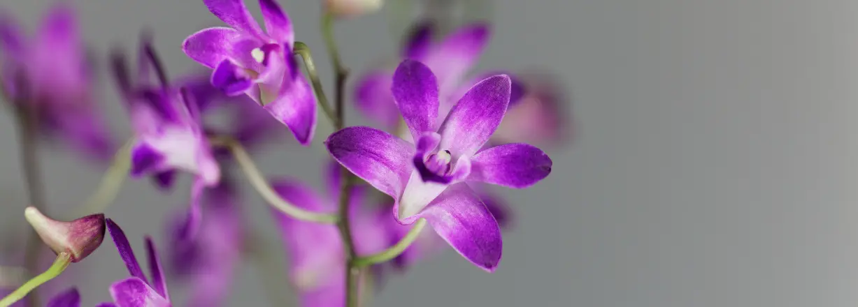 Dendrobium orkidea