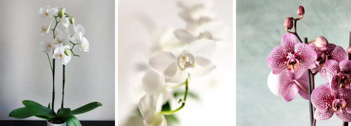 Druhy orchideí