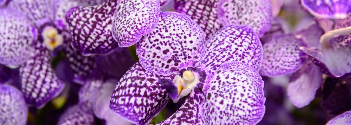 Vanda orkidea