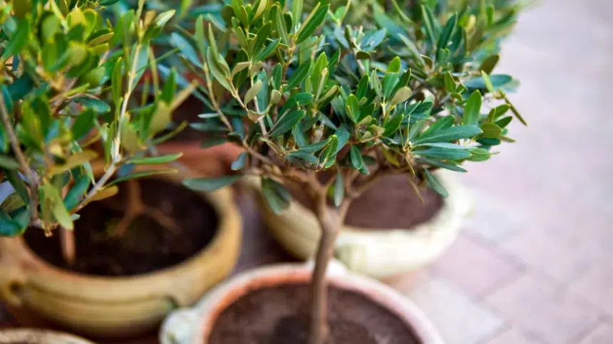 Kluczowe cechy drzewa oliwnego 