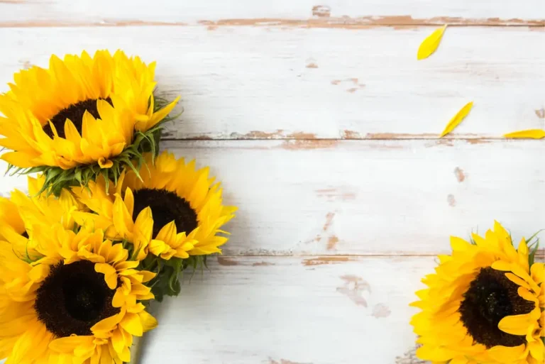 Blumen großhandel