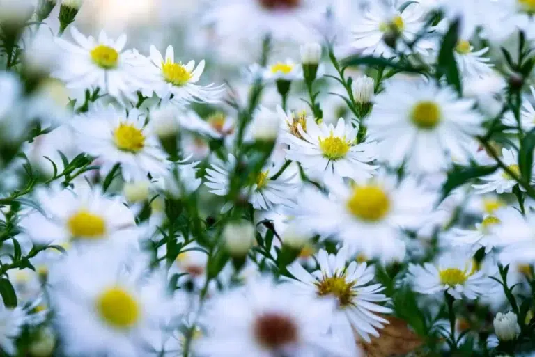 Blomstergrossist